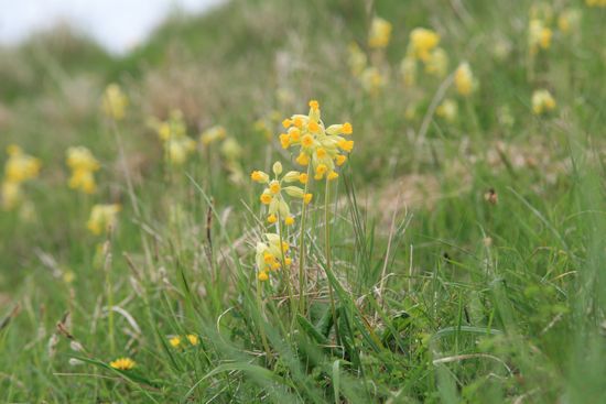 Cowslips in Hippenscombe