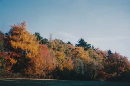 Lambert's Hedgerow