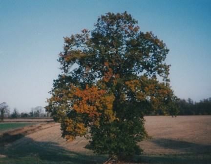 Solitary Oak