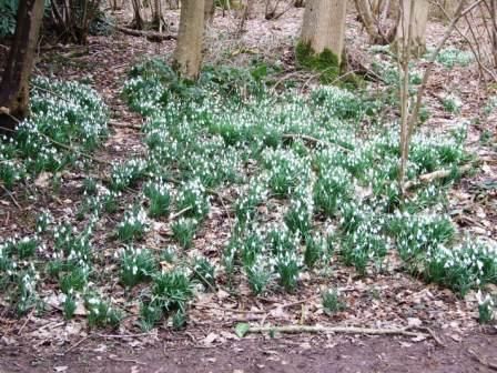Cowslips Chute Forest