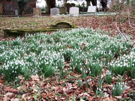 Cowslips in St Mary's Churchyard